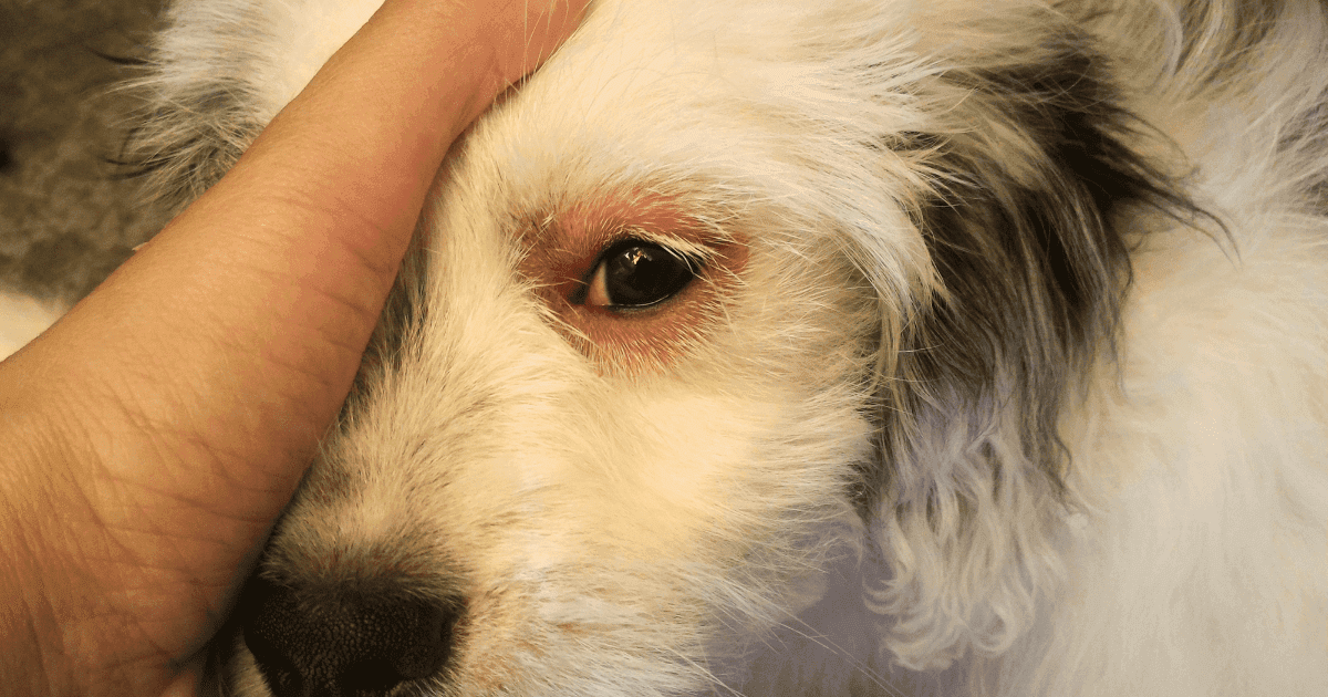 Allergie nei cani: cause, sintomi e cure