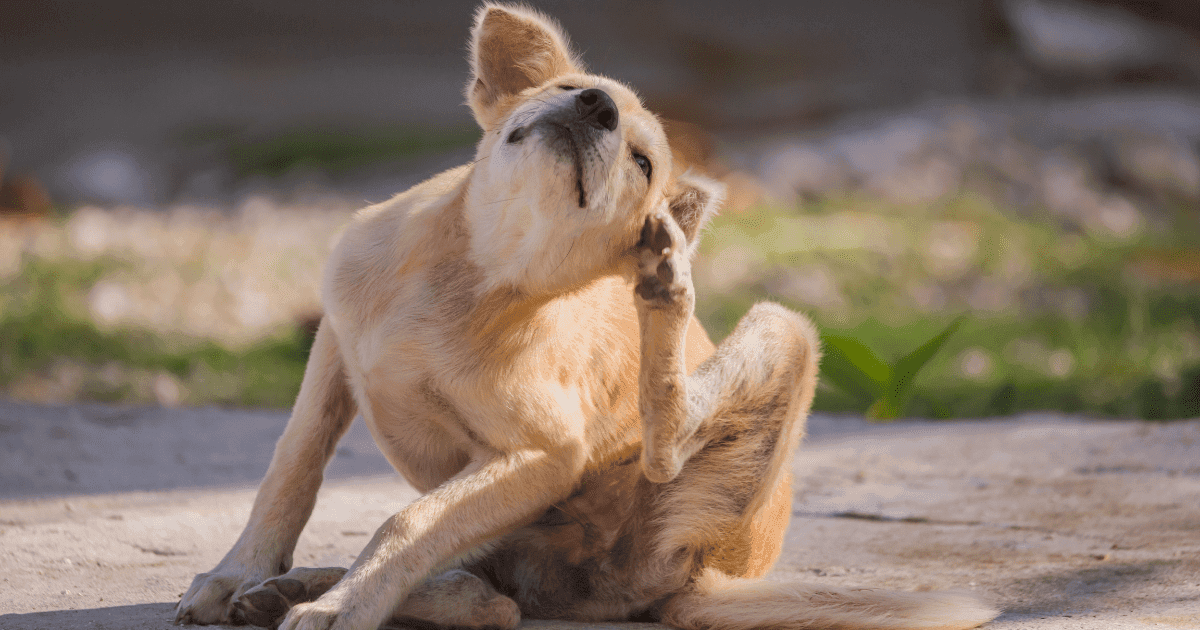 La battaglia contro i parassiti del cane