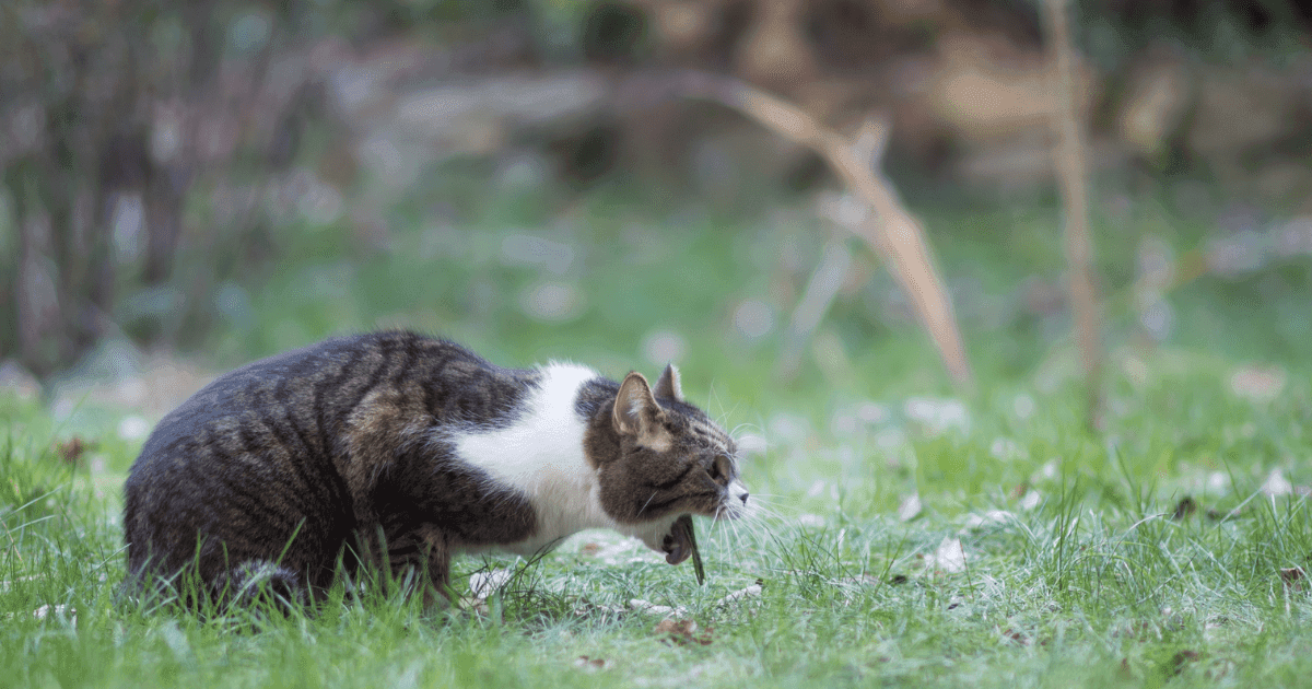 I boli di pelo nei gatti: Capire e gestire